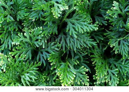 Spike Moss(selaginella Willdenowii) In The Garden. Abstrack Background Spike Moss.