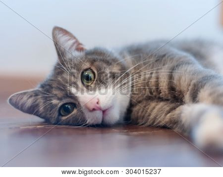 Cat Looking At Camera Is Lying On The Floor.