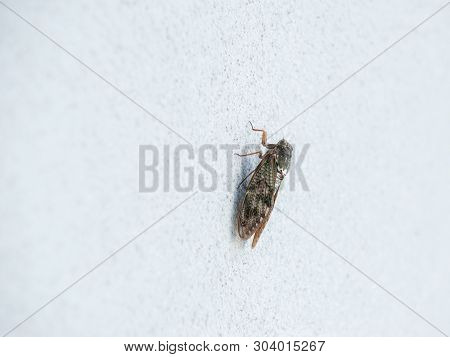 A Japanese Cicada Called Semi On A White Wall During Summer In Japan