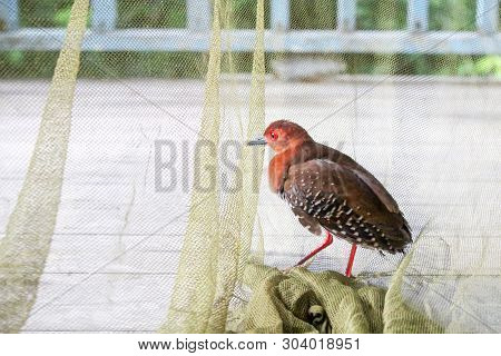 Red-legged Crake , Birds Are Trap In The Net.