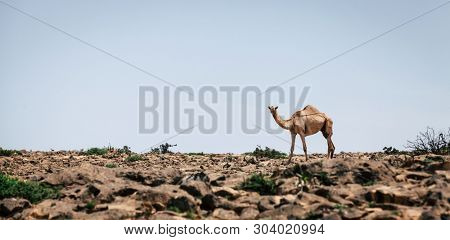 A lone camel on Jebel Samhan plateau near Salalah in Oman