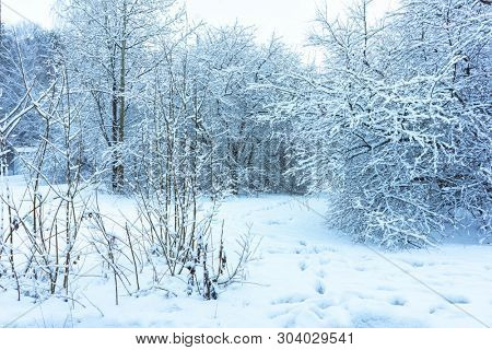 Winter's Tale, Lovely Winter Scenery, Winter Park in Snow, Whitened Spruce Branch with a Snowy Forest in the Background, Snow-Covered Trees in the City Park, Snowing, Winter Park Background
