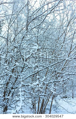 Winter's Tale, Lovely Winter Scenery, Winter Park in Snow, Whitened Spruce Branch with a Snowy Forest in the Background, Snow-Covered Trees in the City Park, Snowing, Winter Park Background
