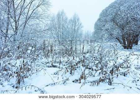 Winter's Tale, Lovely Winter Scenery, Winter Park in Snow, Whitened Spruce Branch with a Snowy Forest in the Background, Snow-Covered Trees in the City Park, Snowing, Winter Park Background