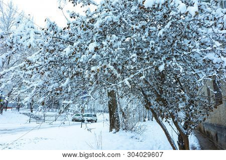Winter's Tale, Lovely Winter Scenery, Winter Park in Snow, Whitened Spruce Branch with a Snowy Forest in the Background, Snow-Covered Trees in the City Park, Snowing, Winter Park Background