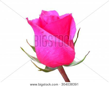 Beautiful Flower Red Rose On White Background