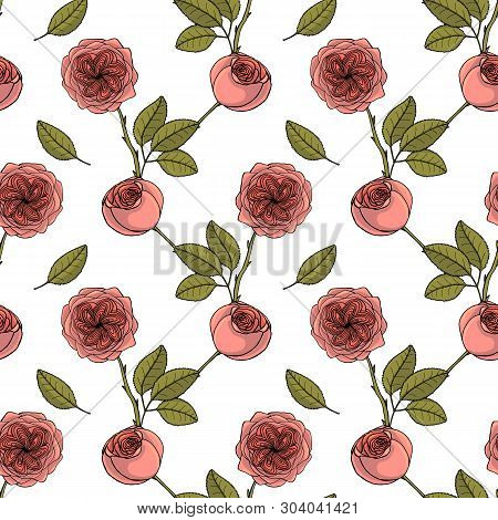 Seamless Pattern With Juliet Garden Rose Flowers, Nature Floral Background