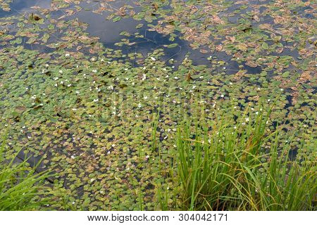 The Surface Of The Forest Lake Overgrown With Algae Vodokras Ordinary (hydrocharis Morsus-ranae)