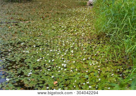 The Surface Of The Forest Lake Overgrown With Algae Vodokras Ordinary (hydrocharis Morsus-ranae)