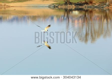 Flying Black-headed Gull With Spread Wings Above Lake. There Is A Reflection Of The Gull On Water Su