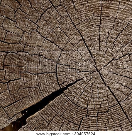 Sawed Off, The Butt Of An Old Cracked Log With A Crack