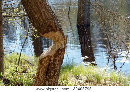 Tree Gnawed By The Beaver, The Beaver Teeth Marks On A Tree Trunk