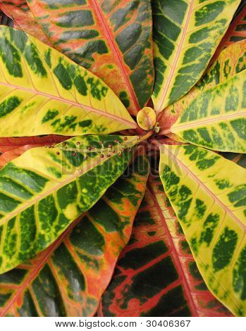 Croton colorato
