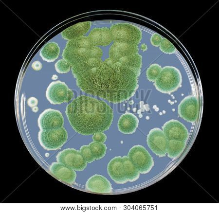 Colonies Of Penicillium Fungi Grown On Sabouraud Dextrose Agar. Mold Fungus That Causes Food Spoilag