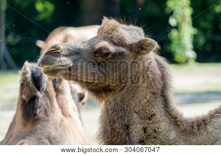 The Bactrian Camels, Camelus Bactrianus Is A Large, Even-toed Ungulate Native To The Steppes Of Cent
