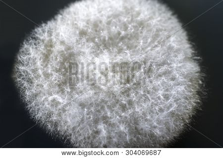 Colony Of Mold Fungus Cultivated From Indoor Air On Petri Dish With Sabourad Dextrose Agar