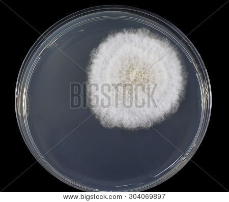 Colony Of Mold Fungus Cultivated From Indoor Air On Petri Dish With Sabourad Dextrose Agar