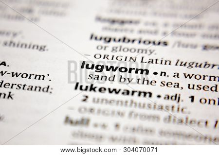 Word Or Phrase Lugworm In A Dictionary.