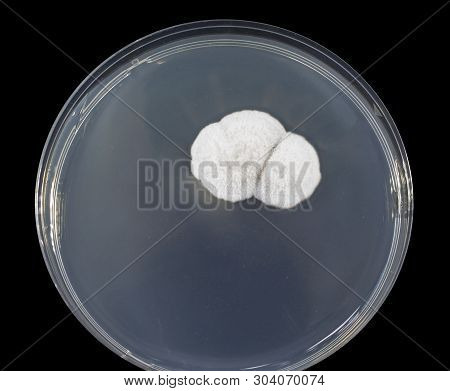 Colony Of Mold Fungus Cultivated From Indoor Air On Petri Dish With Sabourad Dextrose Agar