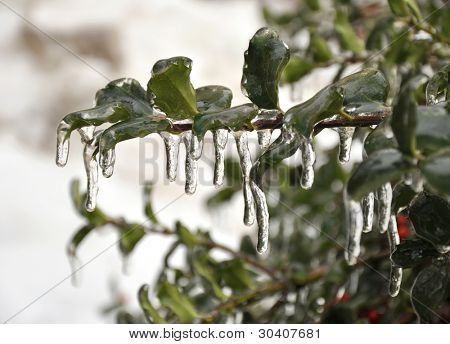 Icicles on a holly (Ilex x meserveae 'Blue Boy') branch