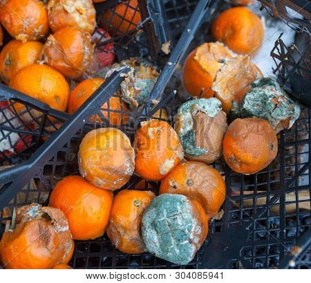 Rotten Mandarin Oranges On The Landfill. Spoilt Citrus Products. Rotten Tropical Fruit. Pile Of Garb
