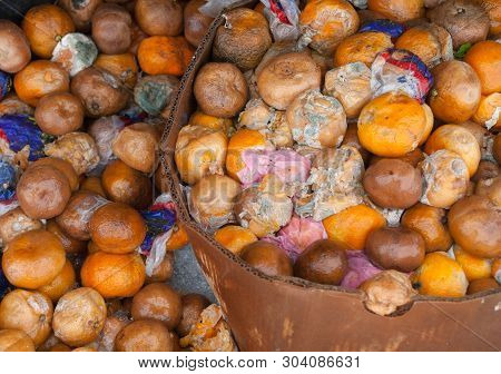 Rotten Mandarin Oranges On The Landfill. Spoilt Citrus Products. Rotten Tropical Fruit. Pile Of Garb