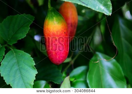 The Rippen Wild Cucumber Hanging From The Tree Surounder With Green Leaves