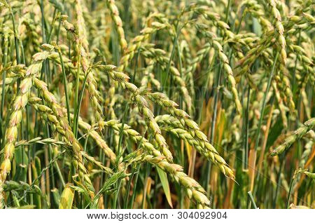 Close-up Of Dinkel Wheat Plants With Half Ripe Ears In Summer Field
