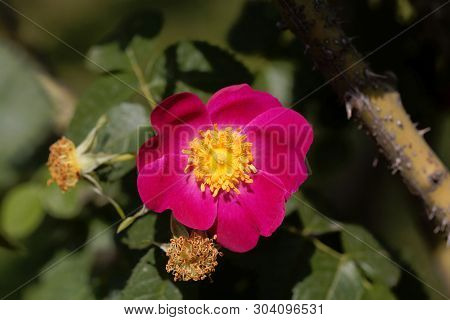 Flower Of A Merrilies Rose