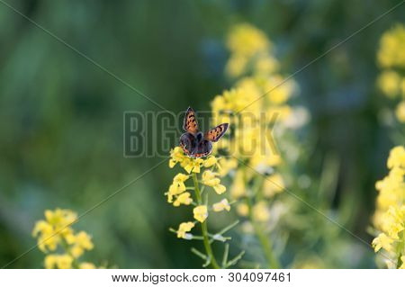 Small Coper Butterfly, Lycaena Phlaeas, On A Yellow Flower.