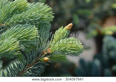 Fat Albert Colorado Blue Spruce - Latin Name - Picea Pungens Fat Albert