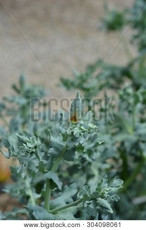 Orange Horned Poppy Flower Bud - Latin Name - Glaucium Flavum Var. Aurantiacum (glaucium Flavum F. F