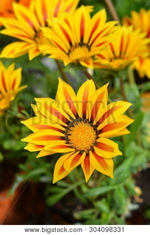 Treasure Flower Gazoo Series - Latin Name - Gazania Rigens Gazoo