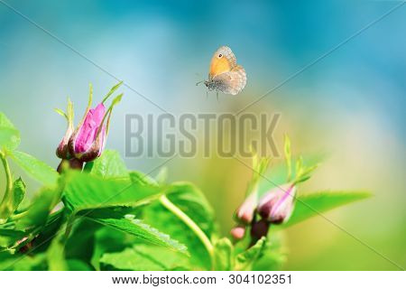 Pink Wild Rose Buds (dog Rose, Rosa Canina) With Flying Butterfly On Sky Background. Spring Backgrou