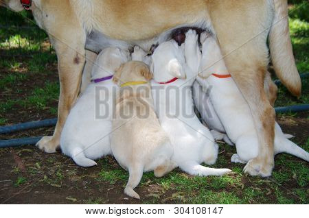 Labrador Retriever Puppies Nursing