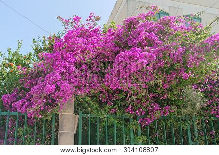 Opulent Blooming Pink Flowers Of Bush Paperflower, Bougainvillea Glabra, Growing Behind The Fence Of