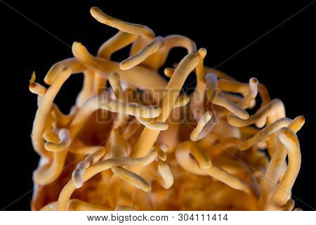 Cordyceps Militaris Is A Species Of Fungus In The Family Clavicipitaceae, And The Type Species Of Th