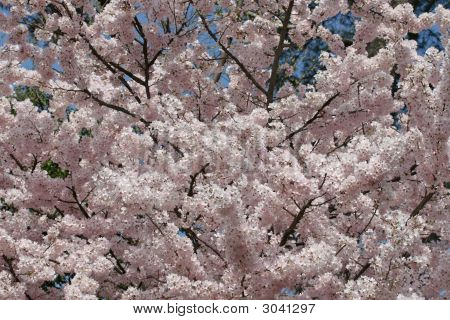 Akebomo ดอกเชอร์รี่