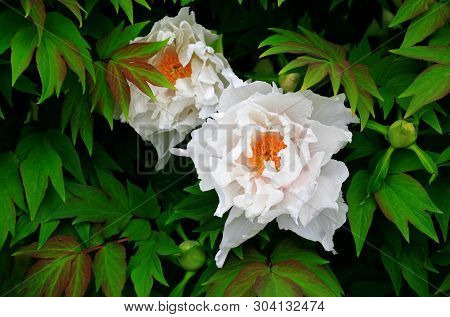 Tree-like Peony, Tree-shaped White Peony In The Garden, Peony Petals Close-up At Sunset, Natural Blu