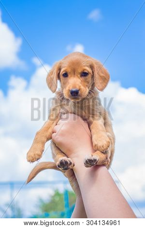 The Boy Lift Up High Puppy  Breed Of Cocker Spaniel. Small Dog Against The Background Of The Light B