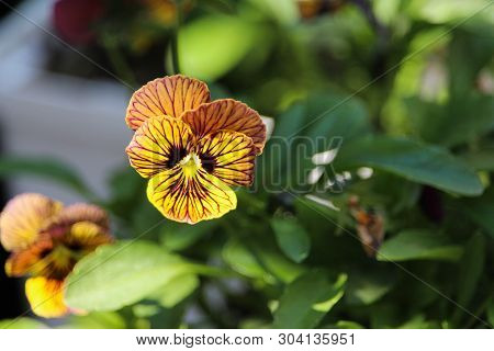 Colourful Veined Spring Pansy Flower Variety Showy