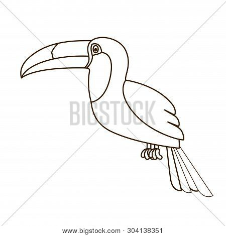 Beautiful Toucan On White Background Vector Illustration Design