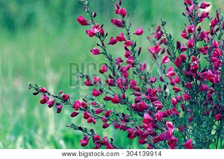 Cytisus Scoparius Spring Blooming Bush With Red/ Yellow Blossom