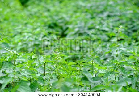 Urtica dioica also called nettle with fresh green leaves.