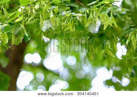 Abstract Background With Green, Yellow Und White Sircle Bokeh. Summer Background.