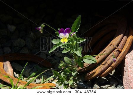 Purple, White And Yellow Johnny Jumpup Blooming In Gravel And Rusty Horseshoes