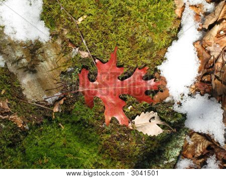 Rote Eichen-Blatt