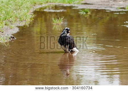 Bird Dove On The Water. Park, A Bright Sunny Day