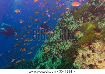 Scuba Diving Water Sport Activity