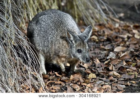 The Tammar Wallaby Is Hiding In The Bushes
